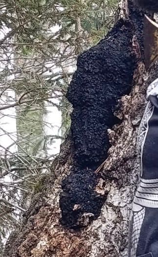 Chaga ciuperca siberiana