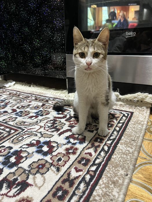 Отдаю даром котёнок текинга мушук боласи