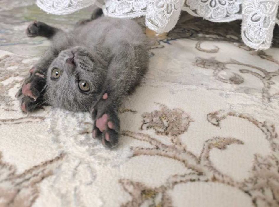 Продается котенок скотиш фолд