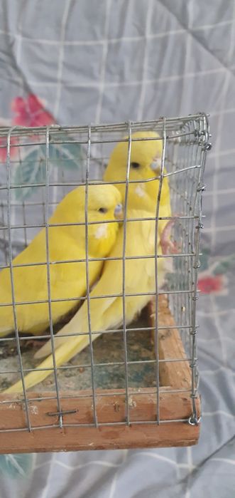 Papugay tayyor para