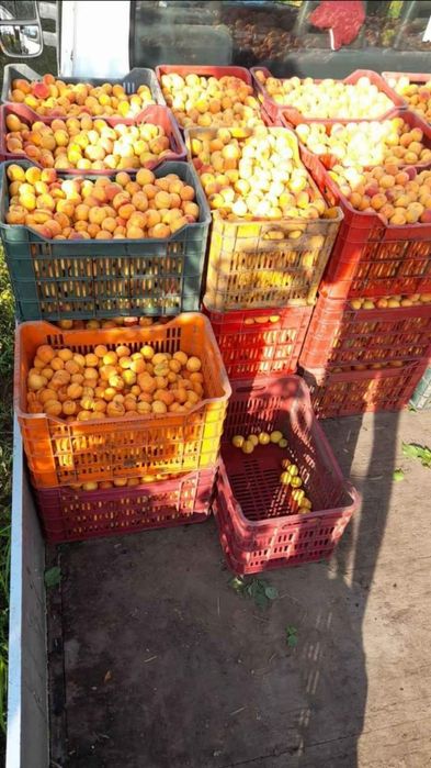 Caise pentru țuică si palinca