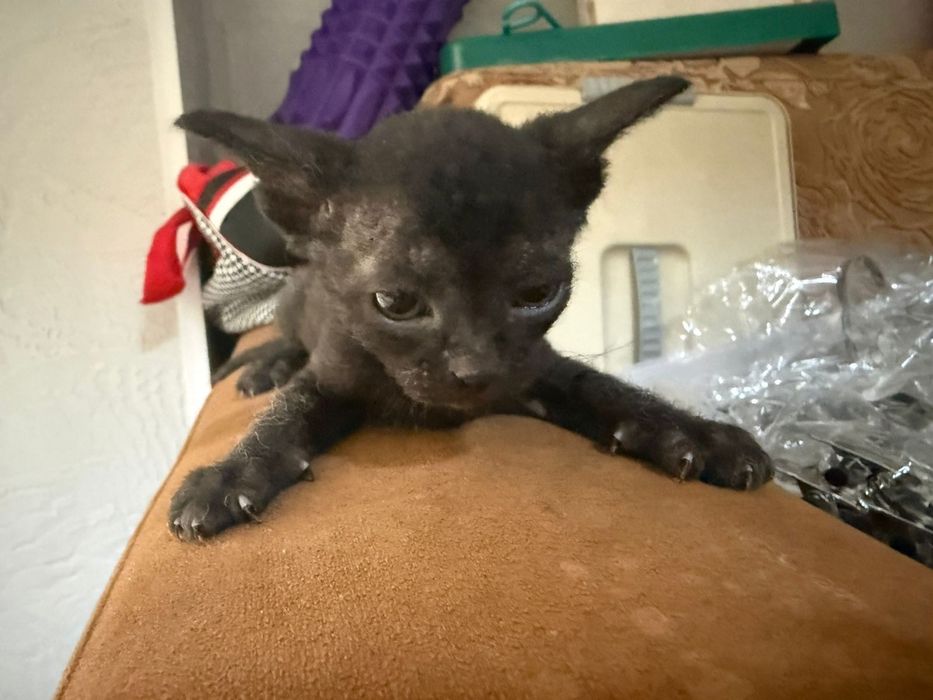 Котенок сфинкс браш