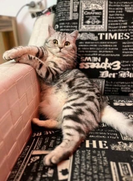 Передержка кошек, котов и котят