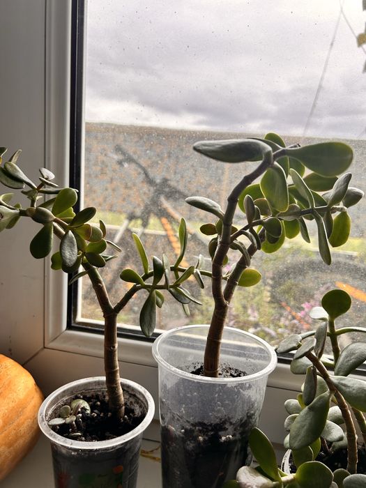 Крассула ( толстянка)