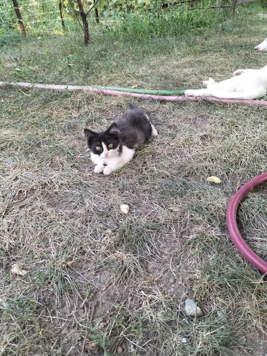 Отдам котят в хорошие руки