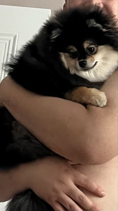 Отдадим щенка шпица в возрасте 11 месяцев