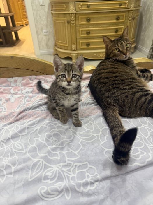 Отдам в добрые руки котята