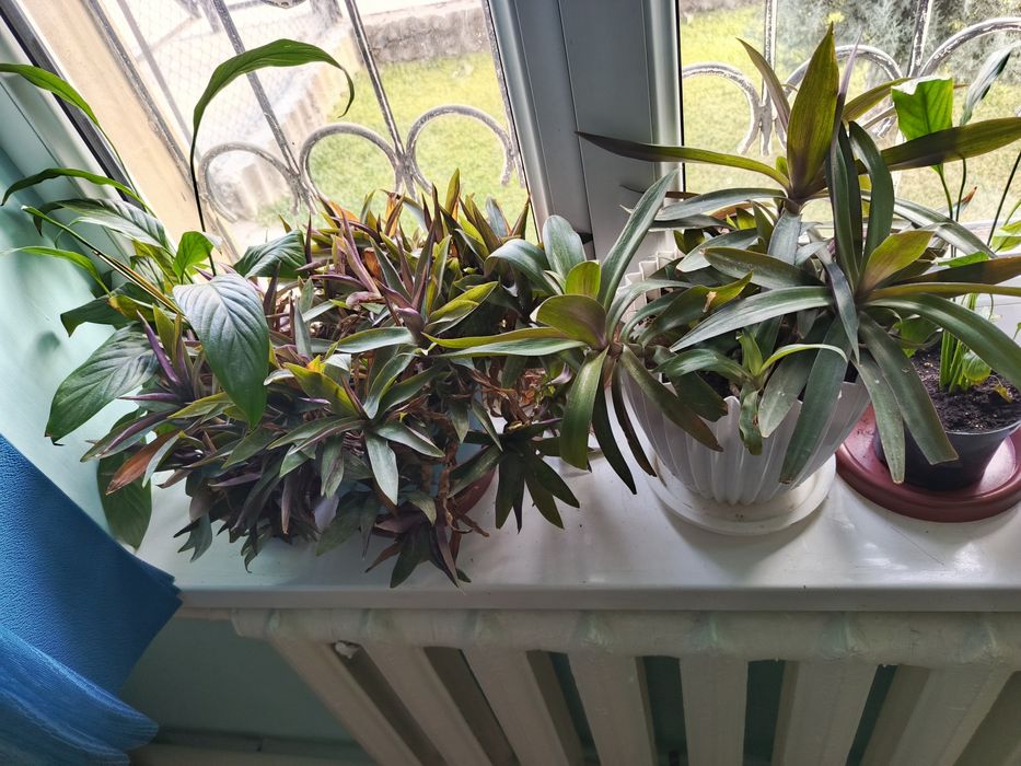 Домашние цветы оптом по 20-25тыс.