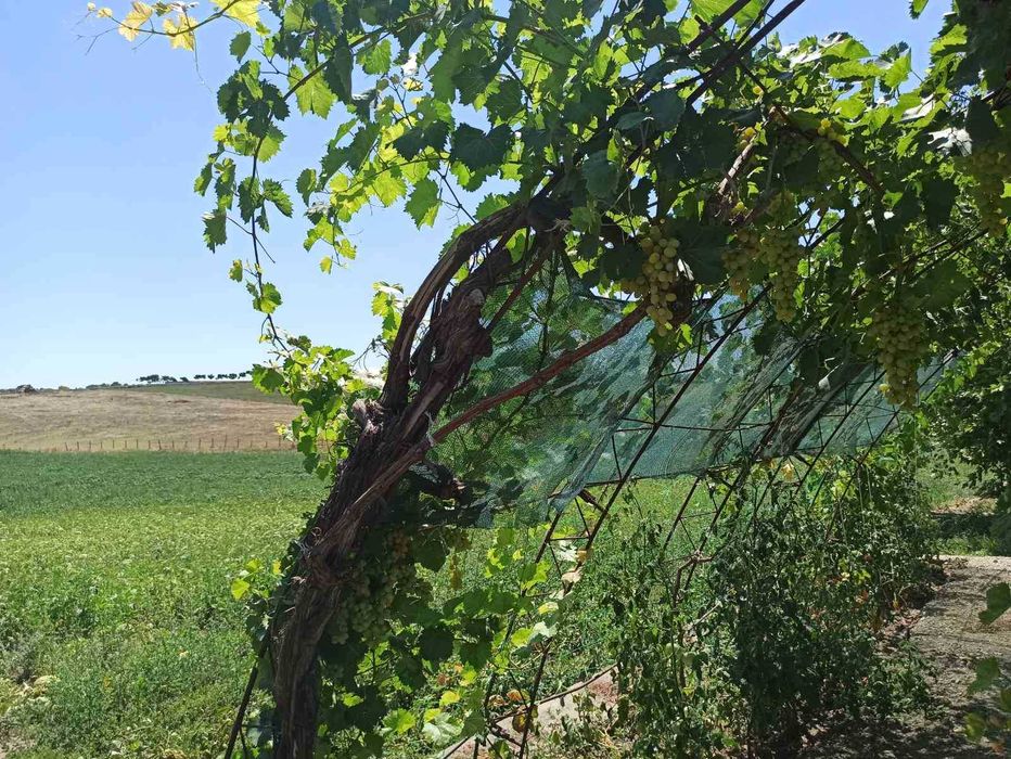 Продава се Земеделски имот в с. Къпиново, Област Добрич -  кв.м за 3296 €/дка - Снимка #15