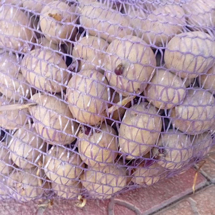 Картофель на семена