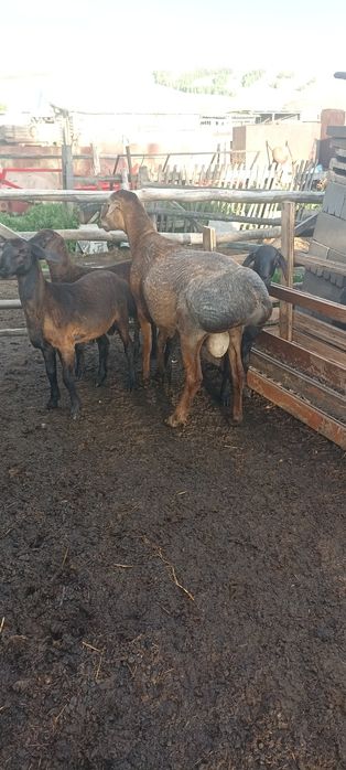 Кошкар на племя.
