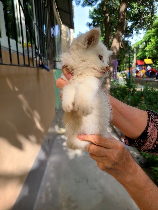 Маленький котёнок ДЕВОЧКА