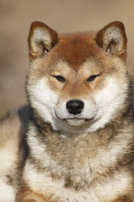 Шиба ину женско бебе