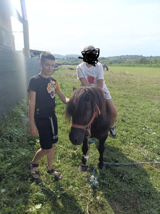 Ponei talie mica, vand sau schimb cu vitea !