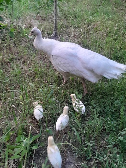 Индийский павлины .