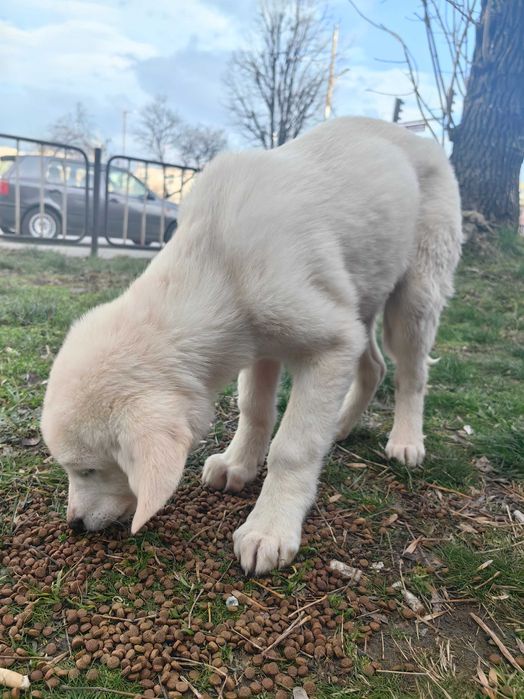 Бял Кангал на 2 месеца