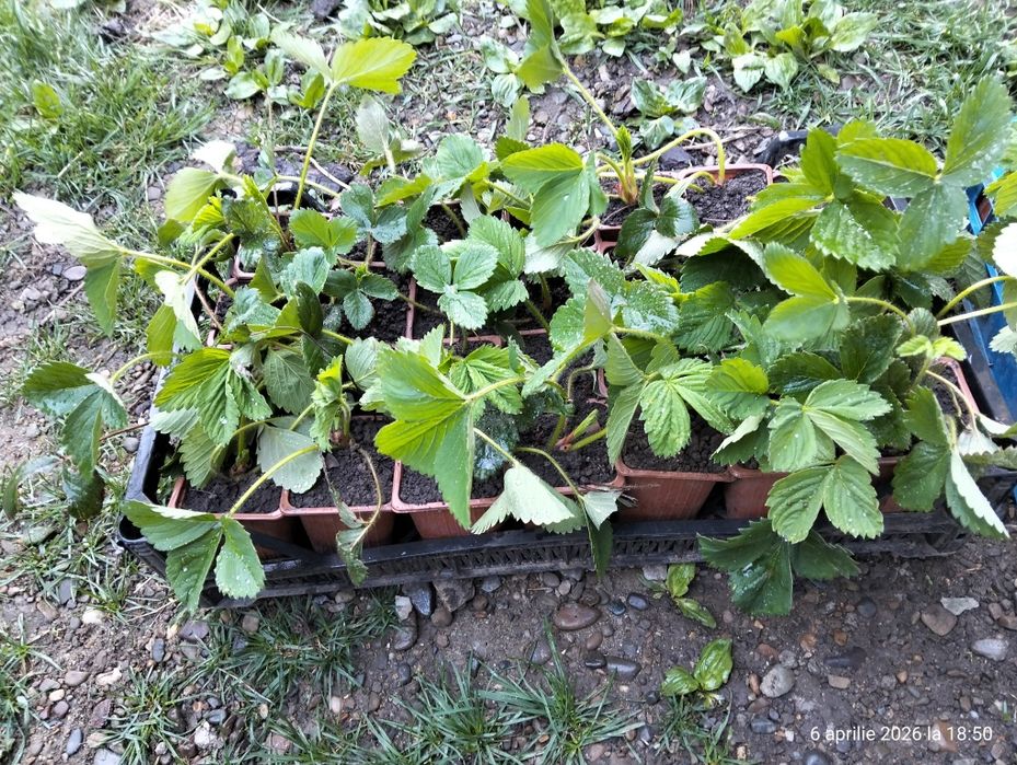 Stoloni capsuni remontante italia, butasi mur gigant Thornfree fara s