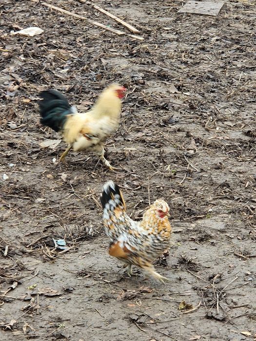 Vând 2 perechi de iopan 150lei perechea