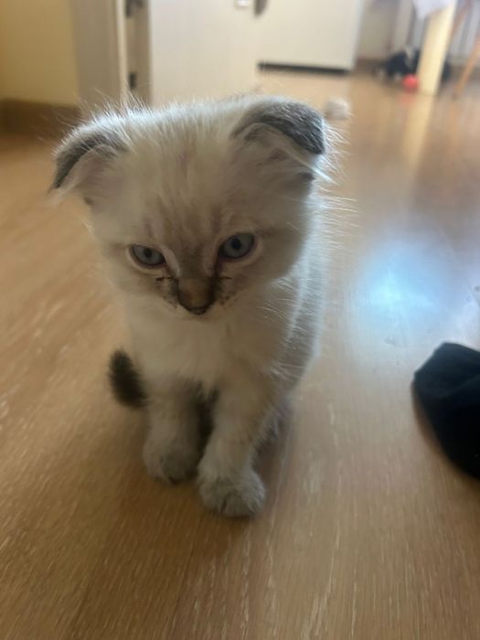 Веслоухие котята