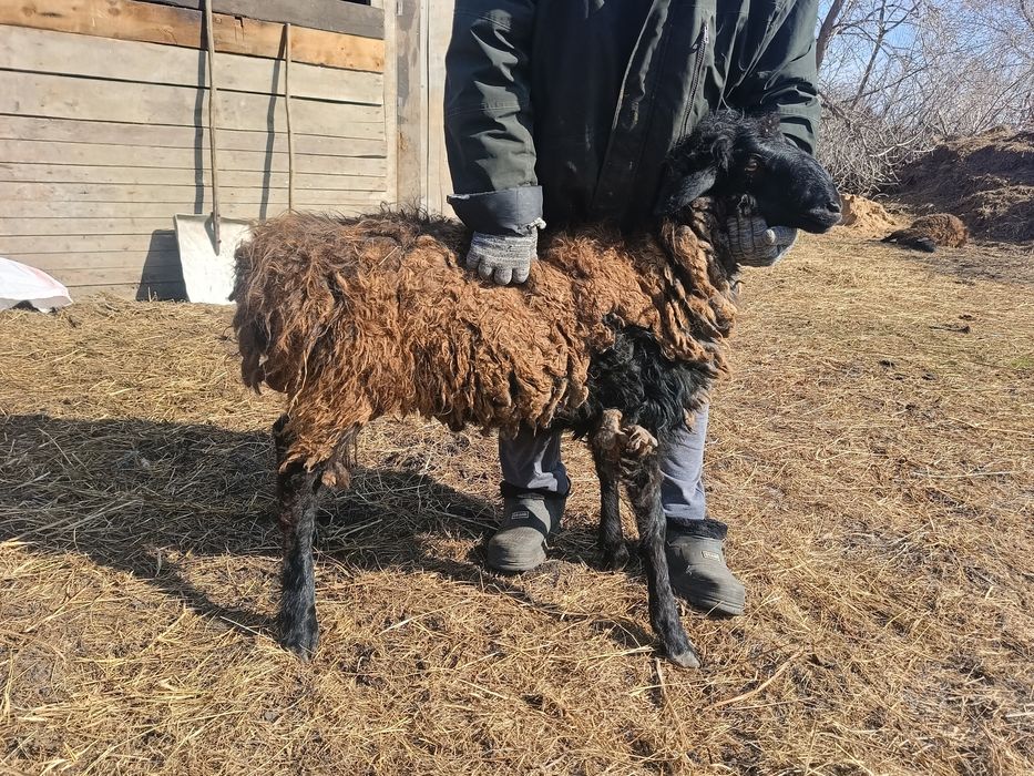 Продам кошкара эльдибай возраст 9 мес Цена 125 тыс