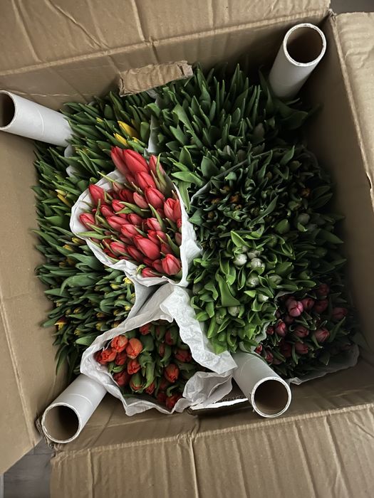 в продаже тюльпаны