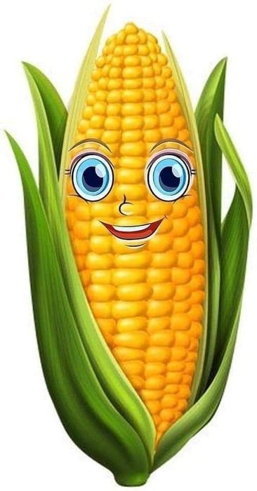 Vând porumb boabe 2025