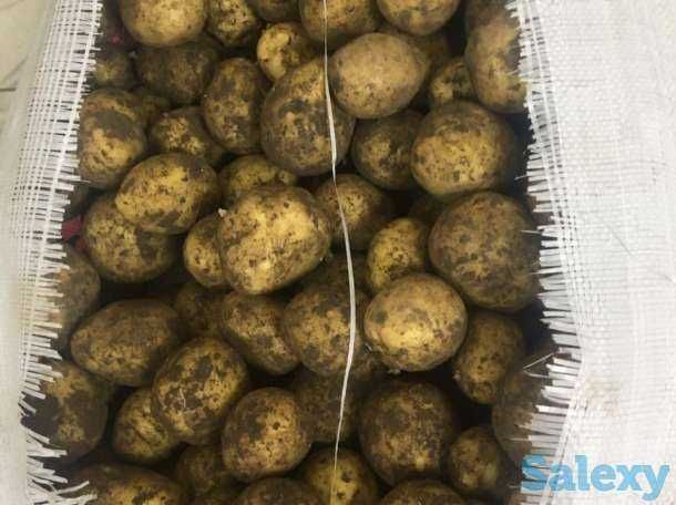 Картофель гала СРОЧНО недорого