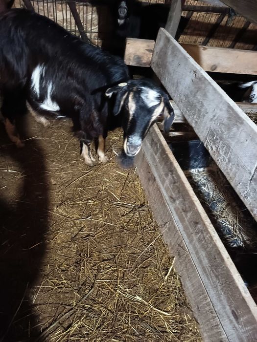 Vând  4 capre fătate cu iezi