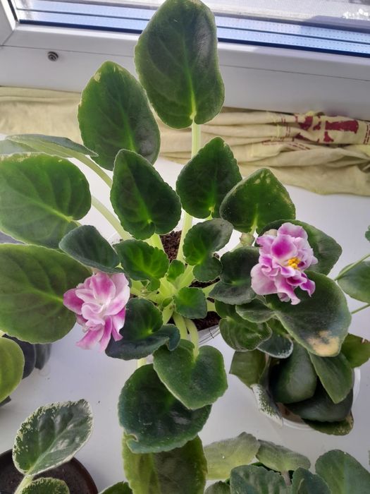 Фиалка домашняя 2000тг