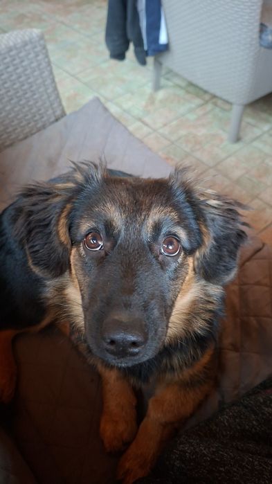 Donez cățelușă ciobănesc