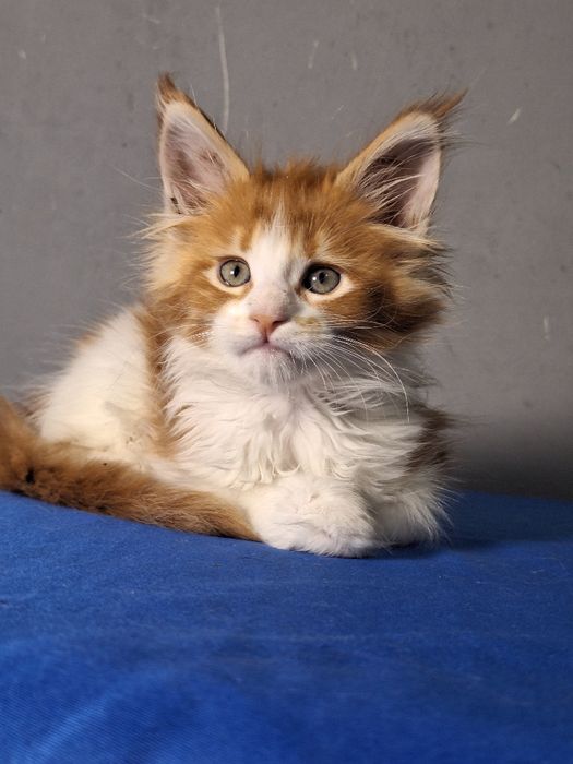 Мейн-кун котята из питомника