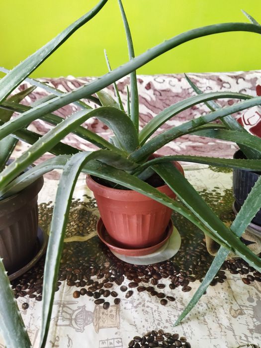 Лечебни растения алое