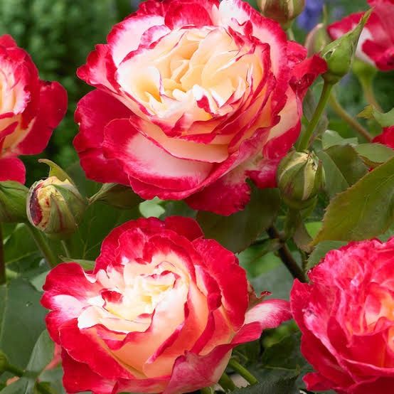 Trandafiri de tip tufa parfumati