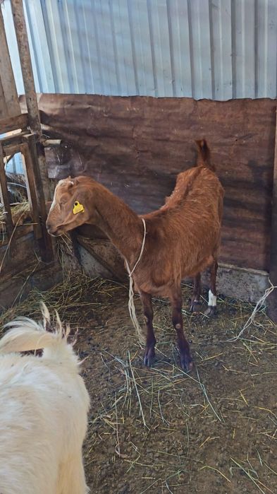 Продам козы молочные