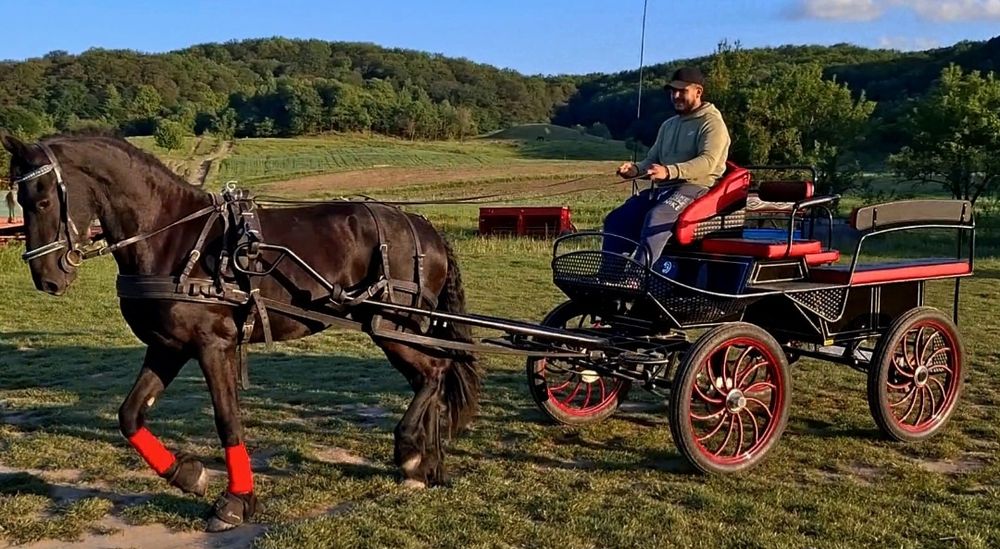 Vând mânză Frizian Royal