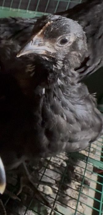 Черный австролорп цыплята