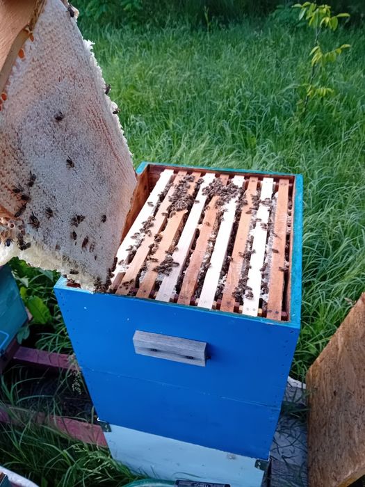 Miere polifloră si rapiță direct de la producător
