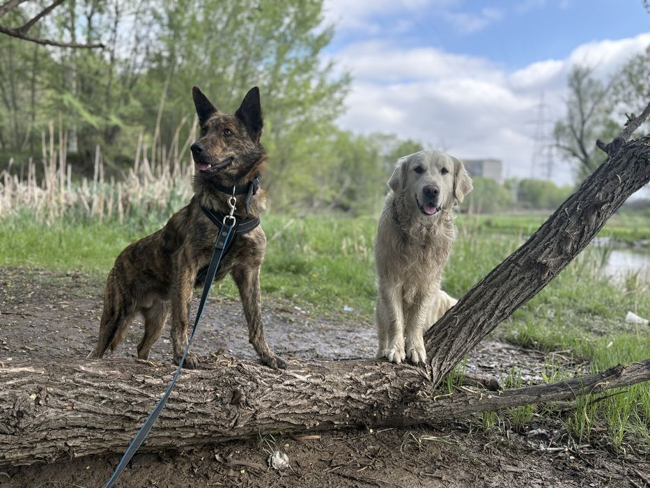 Золотистый ретрирвер для вязки