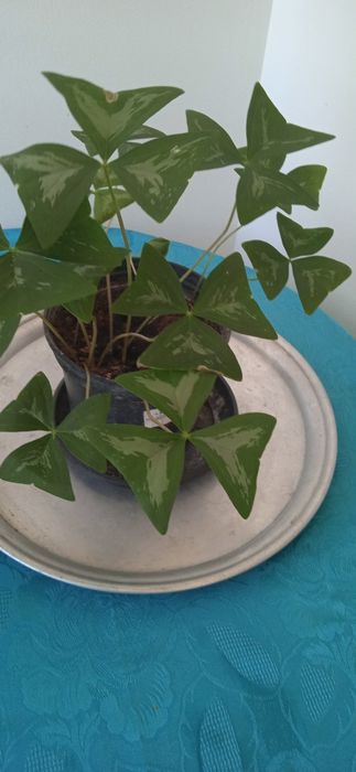 Растения детелина