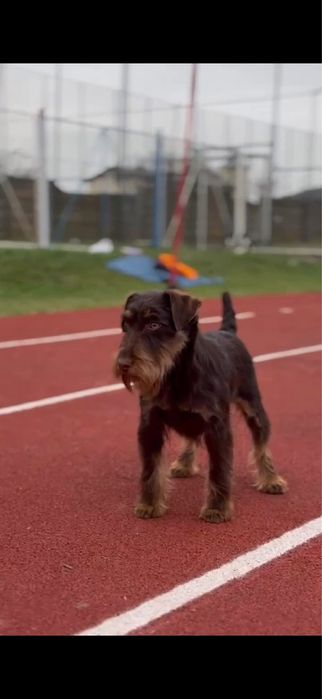Femela jagd terrier jagdterrier
