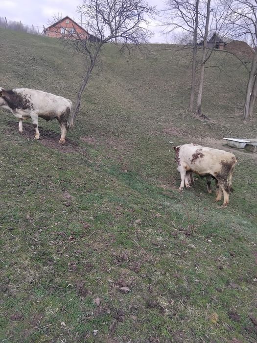 Vitei de vanzare de 11 luni