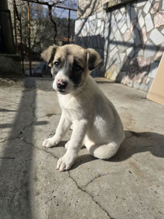 Бебе Кученце  2м