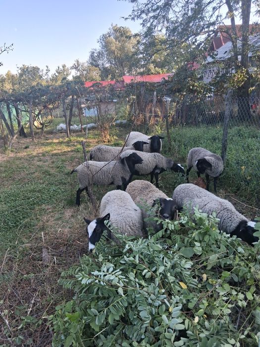 Oi si berbeci romanov de rasa