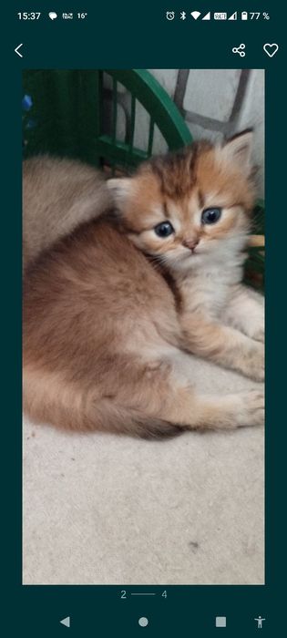 Британские котята