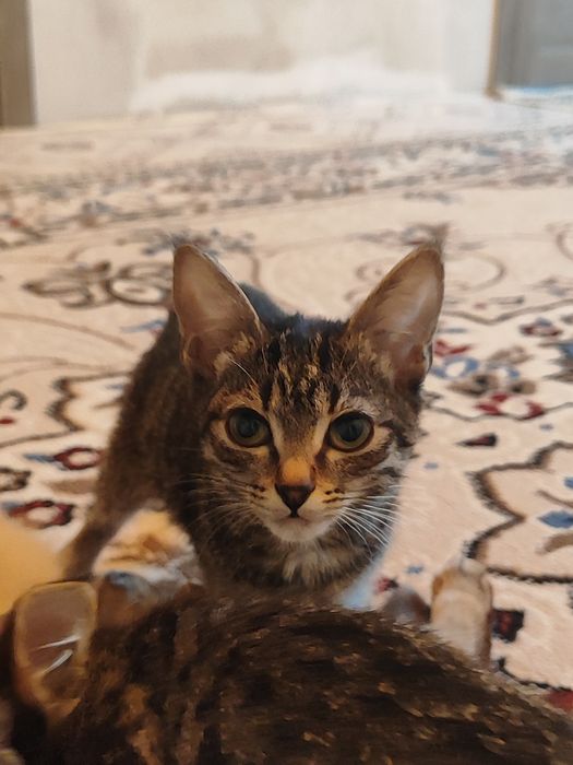 Милые  котята в добрые руки