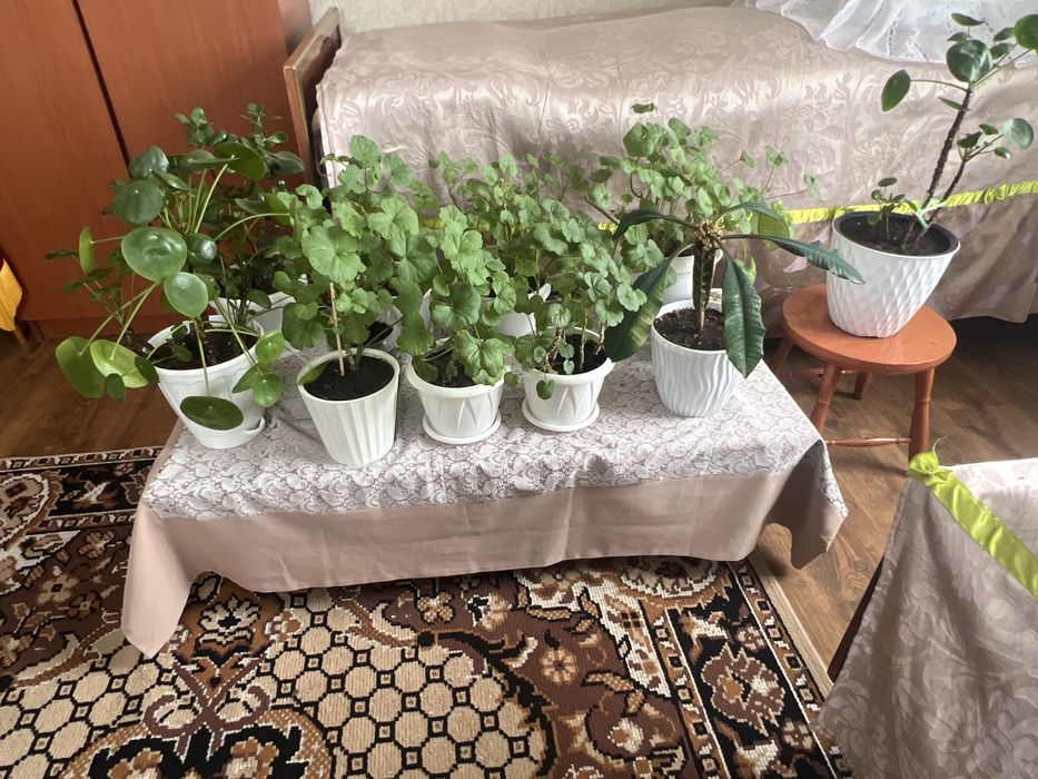 Комнатные цветы Разных сортов