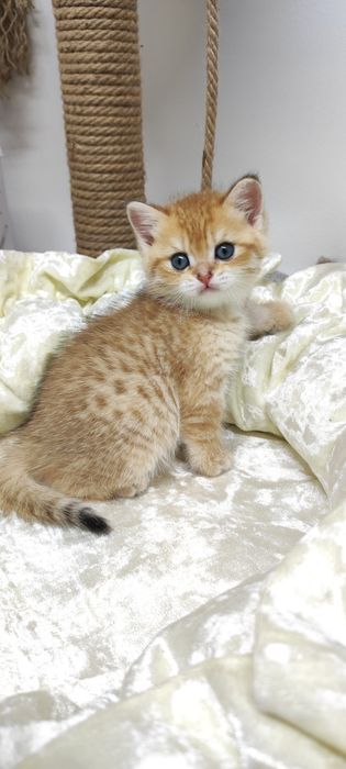 Британские котята.  .