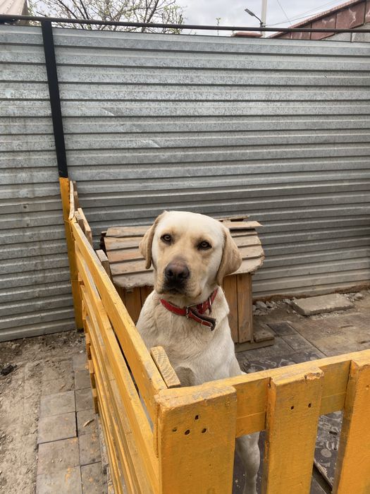 Срочно продам лабрадор цена 1деньь