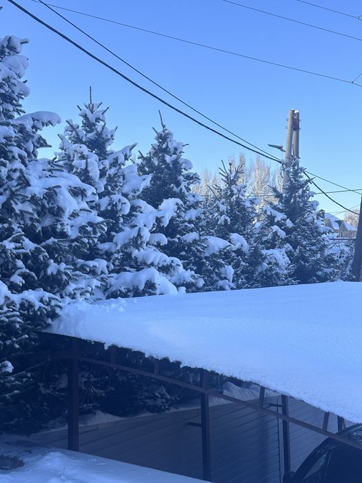 Елка зеленая пышная