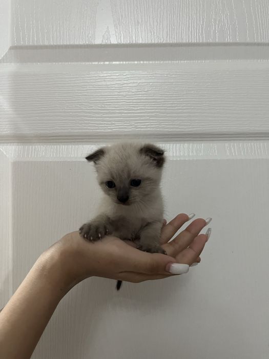 Продается котенок